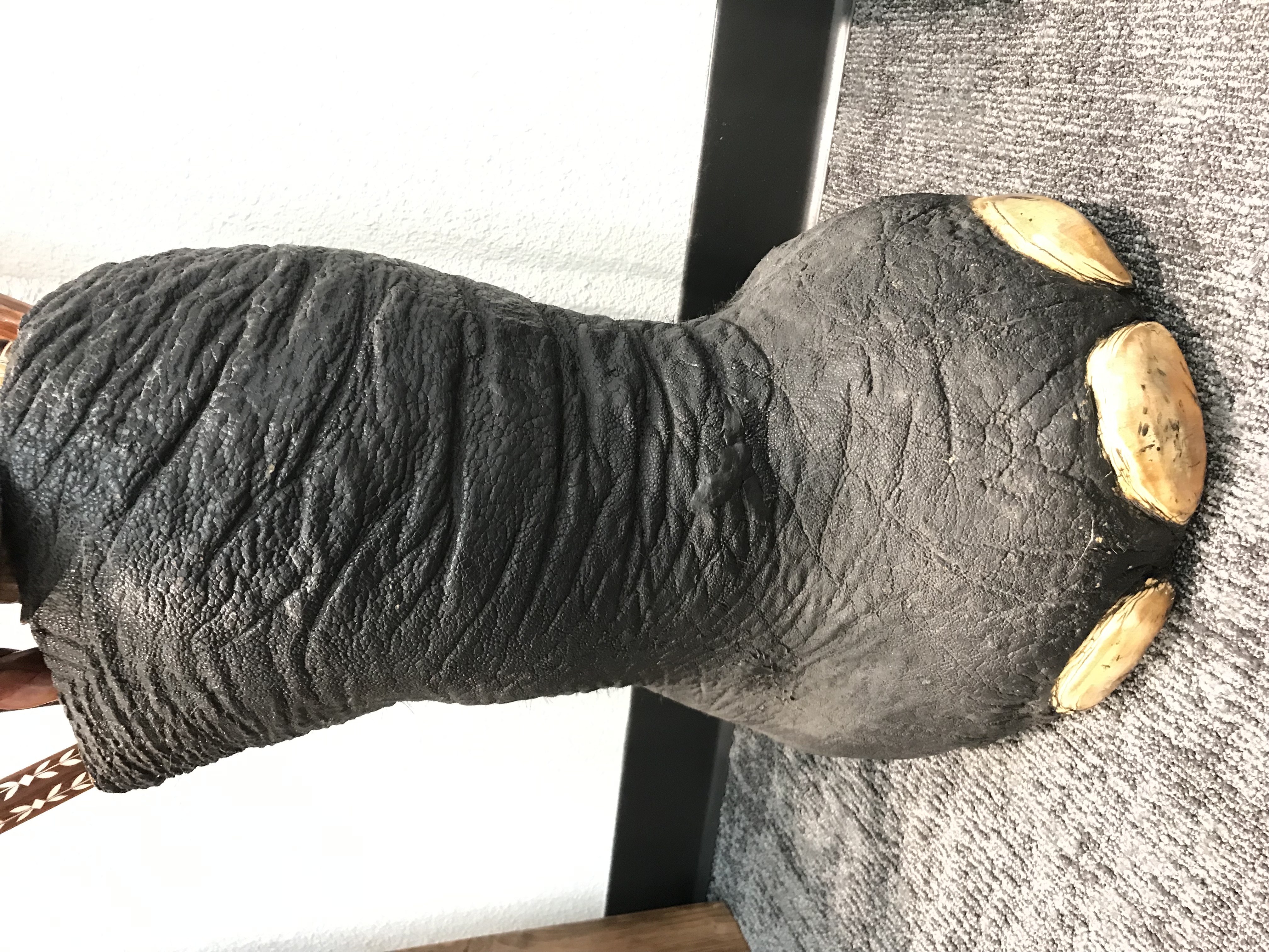 Elephant Foot
